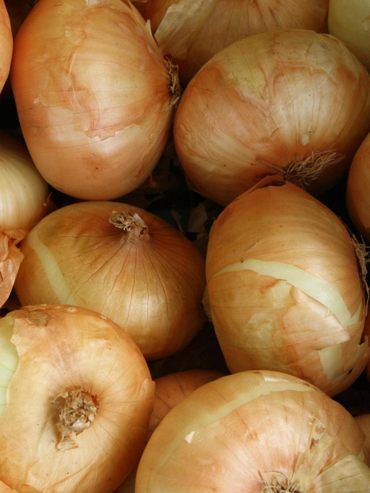 Oignons blancs